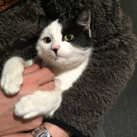 Tekir Kedi, Kedi  Mıncır fotoğrafı