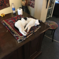 Tekir Kedi, Kedi  Mıncır fotoğrafı