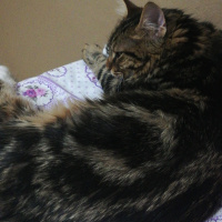 American Bobtail, Kedi  Ayaz fotoğrafı