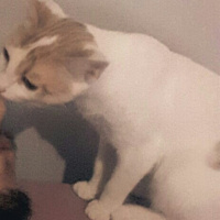 Van Kedisi, Kedi  Lucky fotoğrafı