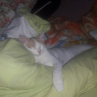 Van Kedisi, Kedi  Lucky fotoğrafı