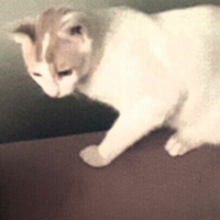 Van Kedisi, Kedi  Lucky fotoğrafı