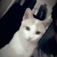 Van Kedisi, Kedi  Lucky fotoğrafı