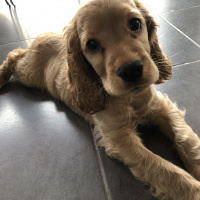 Amerikan Cocker Spaniel, Köpek  Odin fotoğrafı