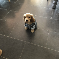 Amerikan Cocker Spaniel, Köpek  Odin fotoğrafı