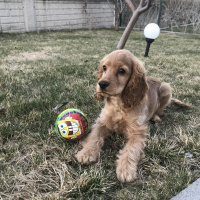 Amerikan Cocker Spaniel, Köpek  Odin fotoğrafı