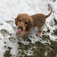 Amerikan Cocker Spaniel, Köpek  Odin fotoğrafı