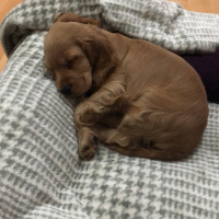 Amerikan Cocker Spaniel, Köpek  Odin fotoğrafı