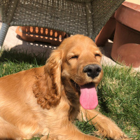 Amerikan Cocker Spaniel, Köpek  Odin fotoğrafı