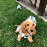 Amerikan Cocker Spaniel, Köpek  Odin fotoğrafı