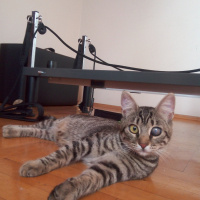 Tekir Kedi, Kedi  Kız yuva arıyor fotoğrafı