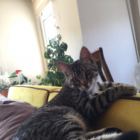 Tekir Kedi, Kedi  Kız yuva arıyor fotoğrafı