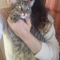 Tekir Kedi, Kedi  Kız yuva arıyor fotoğrafı