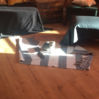 Tekir Kedi, Kedi  Kız yuva arıyor fotoğrafı