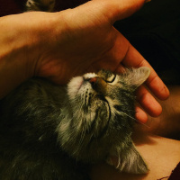 Tekir Kedi, Kedi  Kız yuva arıyor fotoğrafı