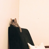 Tekir Kedi, Kedi  Kız yuva arıyor fotoğrafı