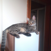 Tekir Kedi, Kedi  Kız yuva arıyor fotoğrafı