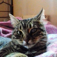 Tekir Kedi, Kedi  Kız yuva arıyor fotoğrafı