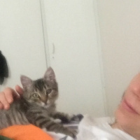 Tekir Kedi, Kedi  Kız yuva arıyor fotoğrafı