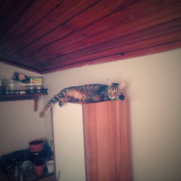 Tekir Kedi, Kedi  Kız yuva arıyor fotoğrafı