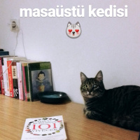 Tekir Kedi, Kedi  Kız yuva arıyor fotoğrafı