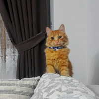 Sarman, Kedi  Behlül fotoğrafı