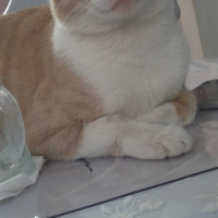 Sarman, Kedi  BAL fotoğrafı