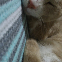 Sarman, Kedi  BAL fotoğrafı