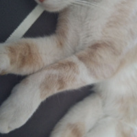 Sarman, Kedi  BAL fotoğrafı