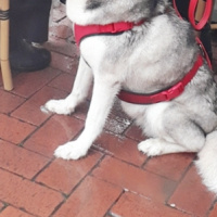 Sibirya Kurdu (Husky), Köpek  Mia fotoğrafı
