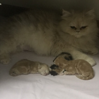 İran Kedisi (Persian), Kedi  Boncuk fotoğrafı
