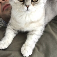 British Shorthair, Kedi  rocco fotoğrafı