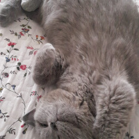 British Shorthair, Kedi  Lokum fotoğrafı