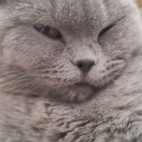 British Shorthair, Kedi  Lokum fotoğrafı