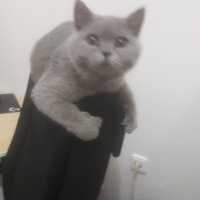 British Shorthair, Kedi  Lokum fotoğrafı