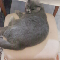 British Shorthair, Kedi  Lokum fotoğrafı