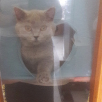 British Shorthair, Kedi  Lokum fotoğrafı