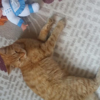 Tekir Kedi, Kedi  Sarışın fotoğrafı