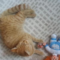 Tekir Kedi, Kedi  Sarışın fotoğrafı