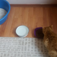 Tekir Kedi, Kedi  Sarışın fotoğrafı