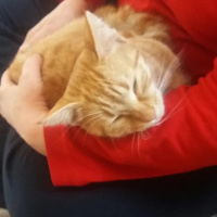 Tekir Kedi, Kedi  Sarışın fotoğrafı