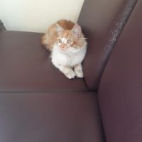 Sarman, Kedi  Sahiplenenin hakkı fotoğrafı