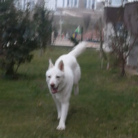 Sibirya Kurdu (Husky), Köpek  Lucky fotoğrafı