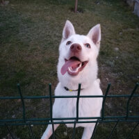 Sibirya Kurdu (Husky), Köpek  Lucky fotoğrafı