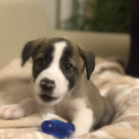Sokö (Sokak Köpeği), Köpek  Mina fotoğrafı