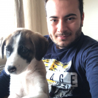 Sokö (Sokak Köpeği), Köpek  Mina fotoğrafı