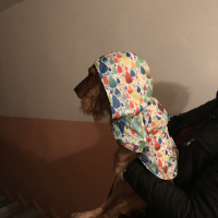 İngiliz Cocker Spaniel, Köpek  Latte fotoğrafı