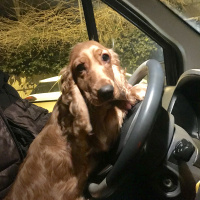 İngiliz Cocker Spaniel, Köpek  Latte fotoğrafı