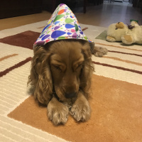 İngiliz Cocker Spaniel, Köpek  Latte fotoğrafı