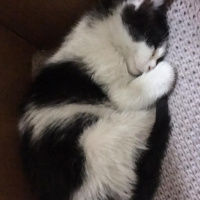 Sarman, Kedi  Mia fotoğrafı